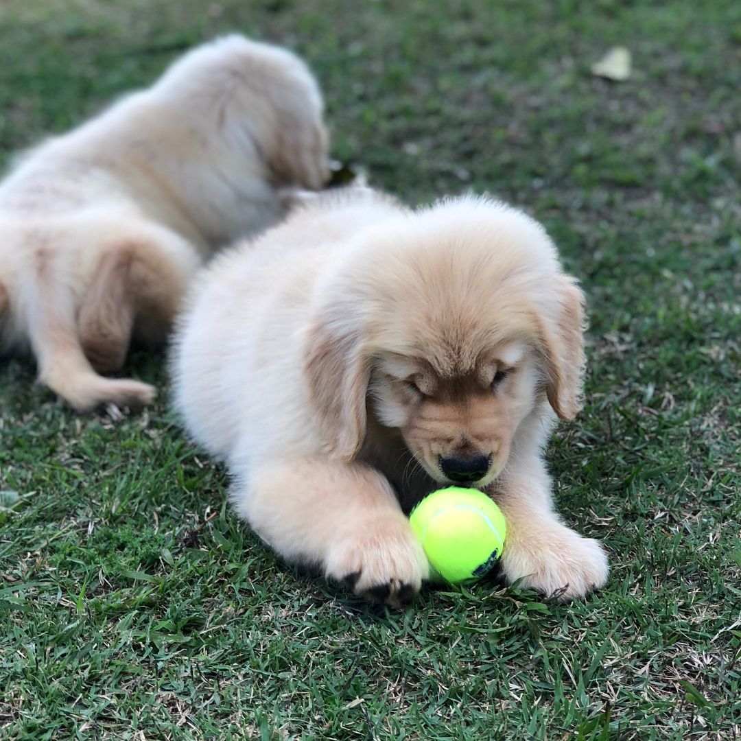Golden retriever puppies for sale 200/cheap golden retrievers