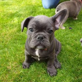 french bulldog breeder