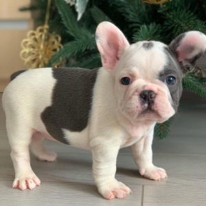 puppies for sale near me