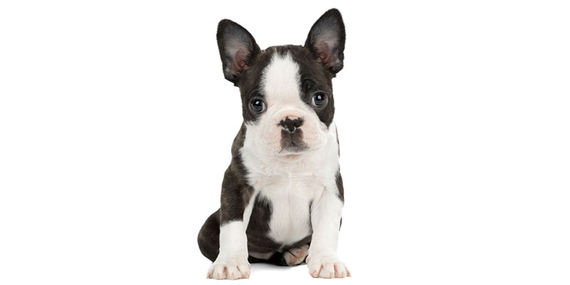 Boston Terrier Puppies
