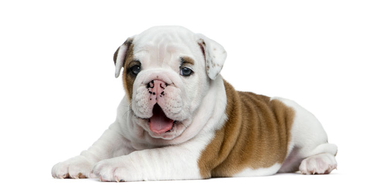 Bulldog Puppies