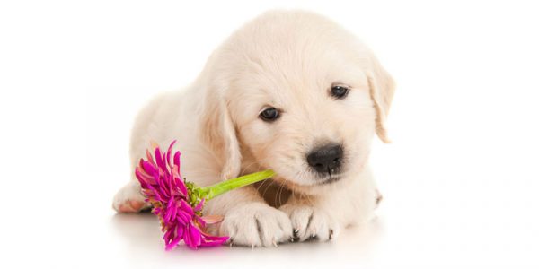 baby golden retriever for sale