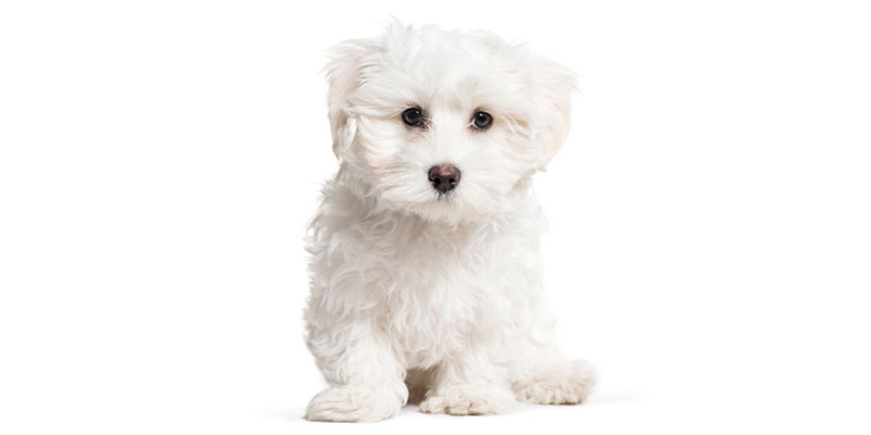 Maltese Puppies