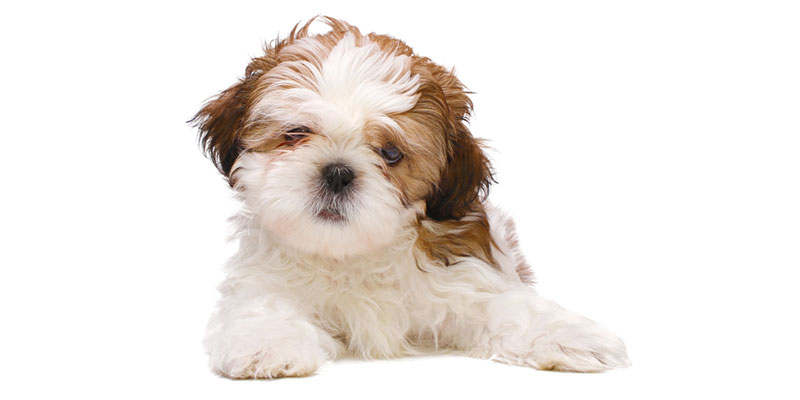 Shih Tzu