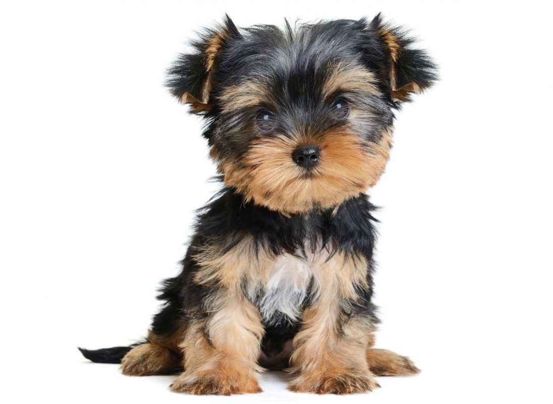 Yorkie Puppies
