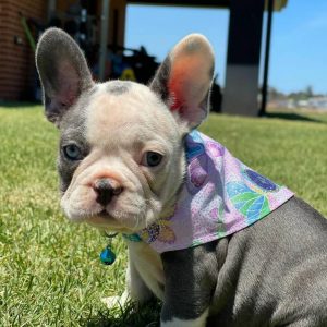 blue fawn french bulldog