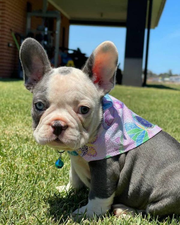 blue fawn french bulldog