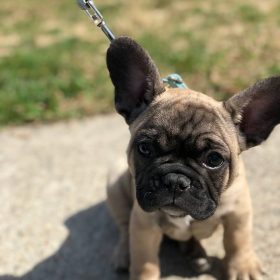 puppies french bulldog for sell puppies french bulldog for sell