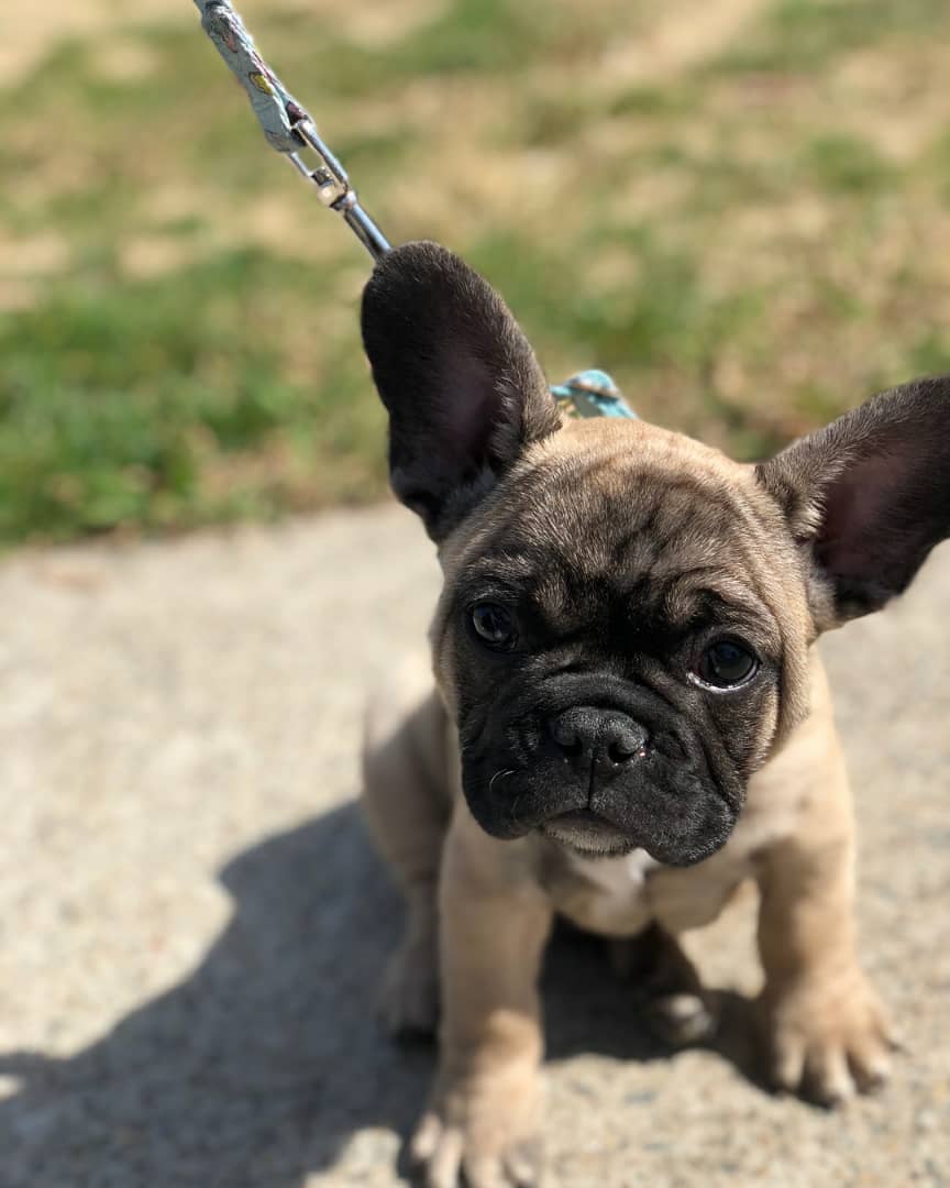 puppies french bulldog for sell puppies french bulldog for sell