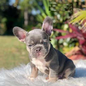 french bulldog puppies cheap french bulldog puppies cheap