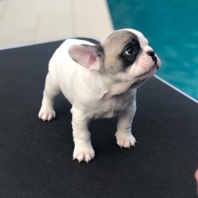 mini french bulldog mini french bulldog