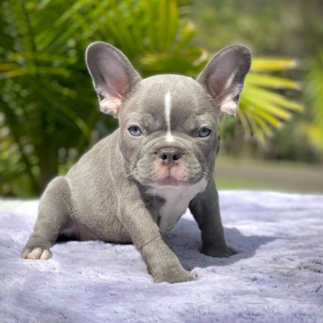french bulldogs for sale miami french bulldogs for sale miami