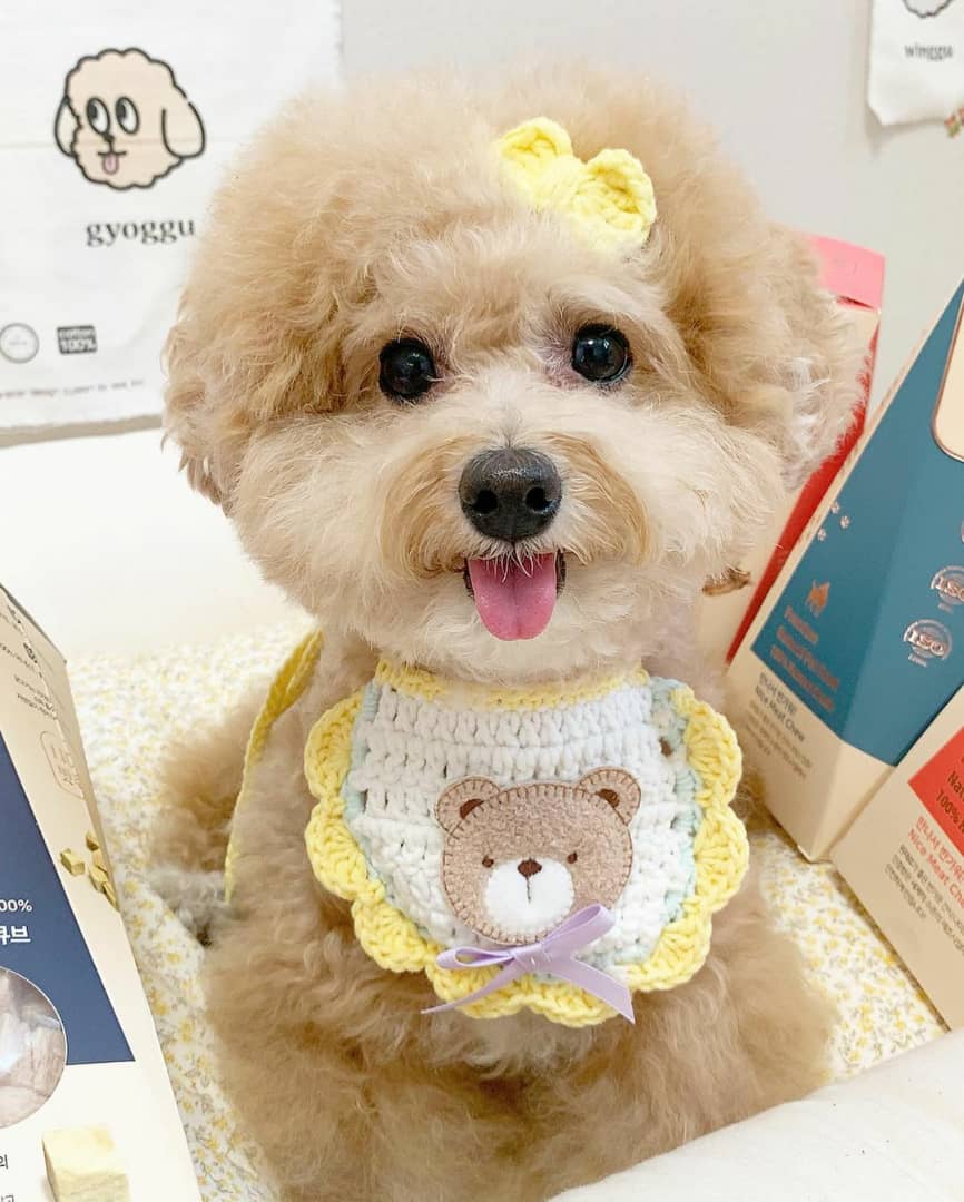 red poodle puppies for sale red poodle puppies for sale