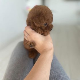 shih tzu poodle puppies