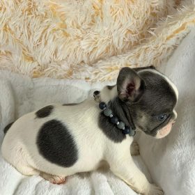 cheap french bulldog puppies