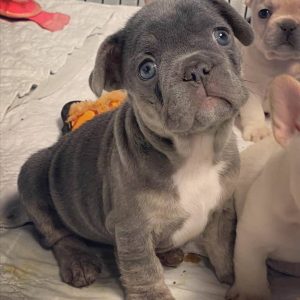french bulldog puppies price