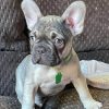 french bulldog puppies near me