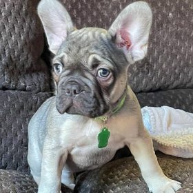 french bulldog puppies near me french bulldog puppies near me
