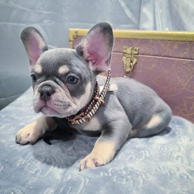 french bulldog puppies for sale