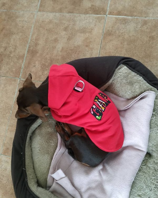dachshunds for sale in california