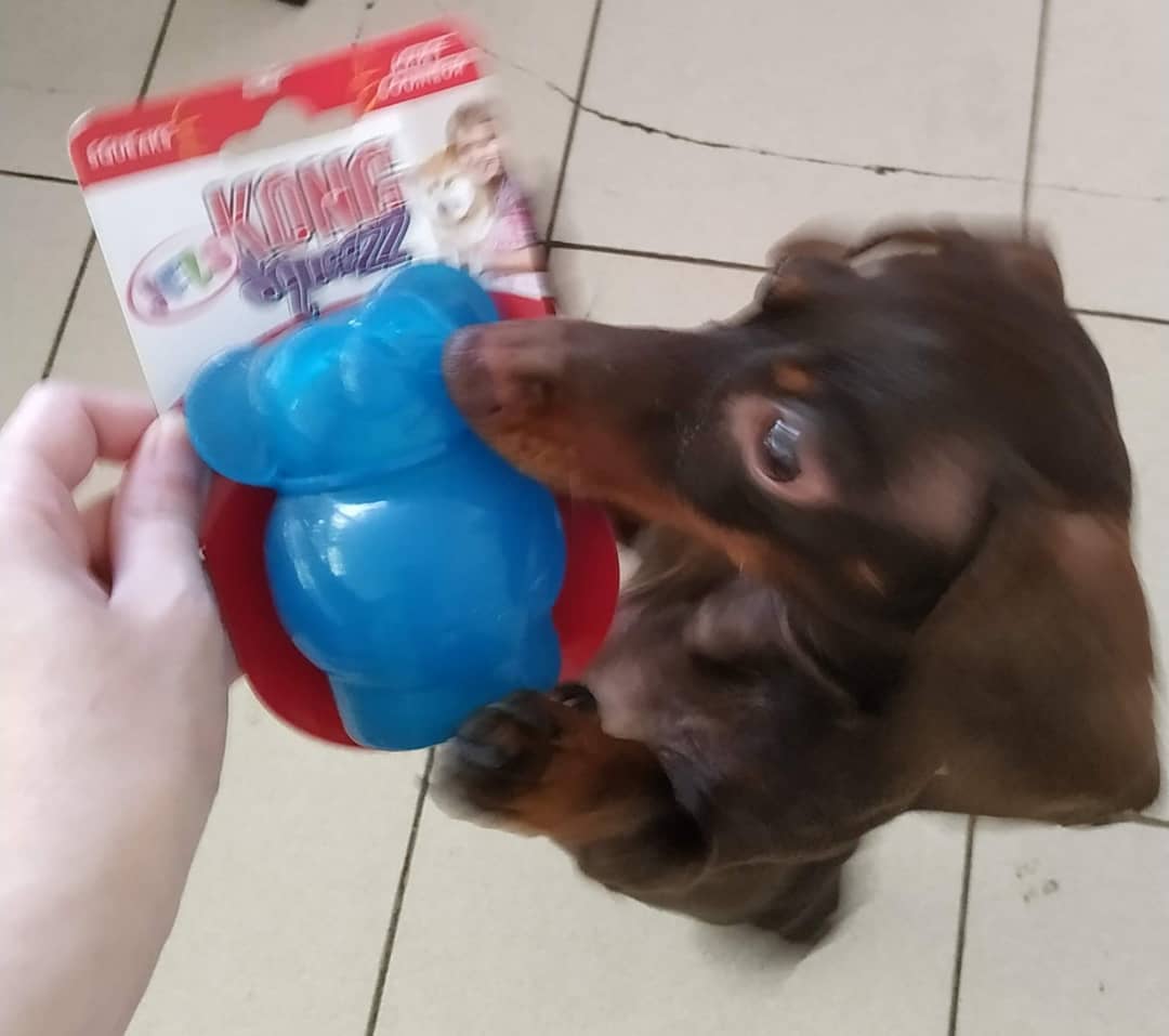 chiweenie puppies for sale chiweenie puppies for sale
