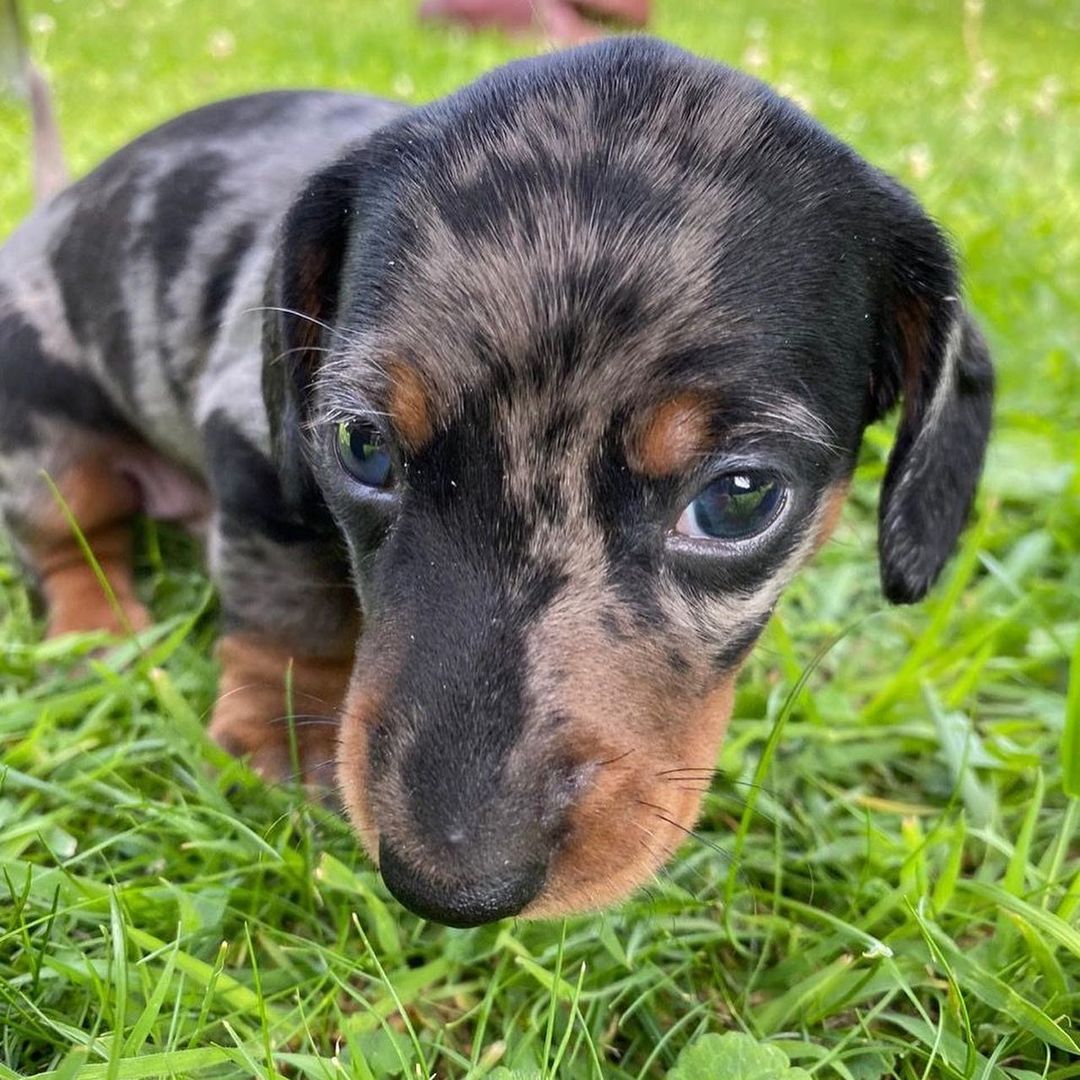 mini dachshund puppies information mini dachshund puppies information