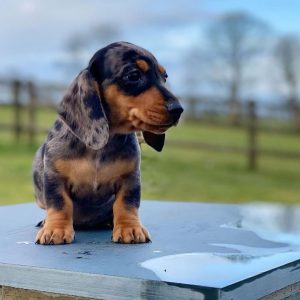 dachshund puppies iowa