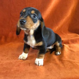 long haired dachshund puppies