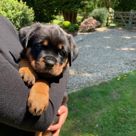 rottweiler and german shepherd