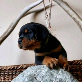 rottweiler puppy for sale rottweiler puppy for sale