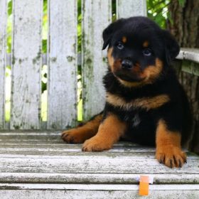 german rottweiler