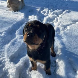 rottweiler breed