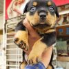 rottweiler for sale in pa