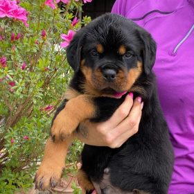 Rottweiller for sale