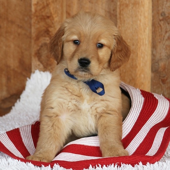 golden retriever cost golden retriever cost