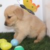 golden retriever dog