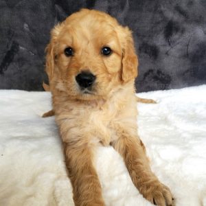 golden retriever puppies for sale