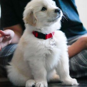 canadian golden retriever