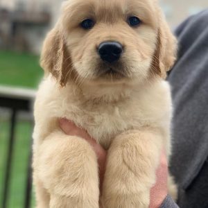 rottweiler golden retriever mix