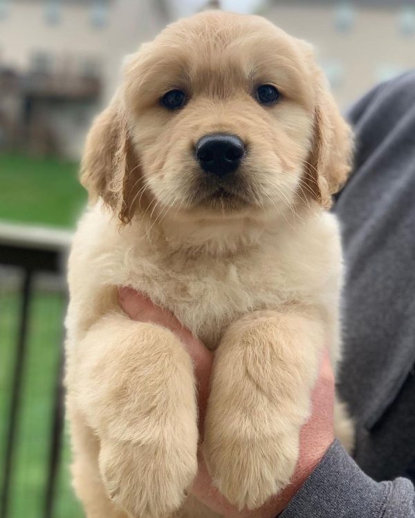 rottweiler golden retriever mix
