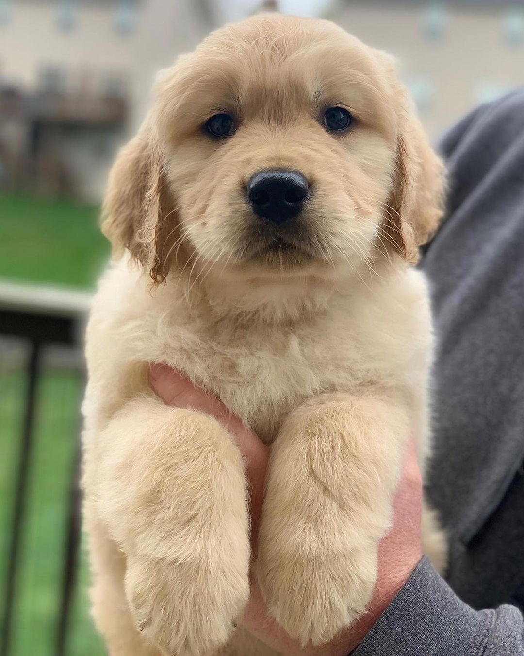 rottweiler golden retriever mix rottweiler golden retriever mix
