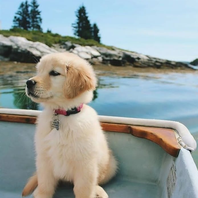 WhatsApp Image 2021-08-02 at 20.36.40 (2) golden retriever shepherd mix