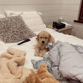 mini golden retriever for sale mini golden retriever for sale