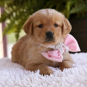 best golden retriever breeders