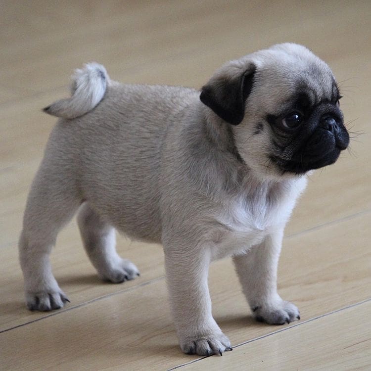 white pug puppies for sale white pug puppies for sale