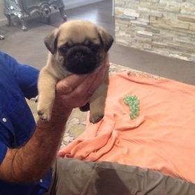 pug puppies colorado