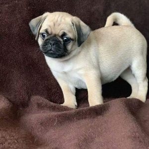 pug puppies dallas