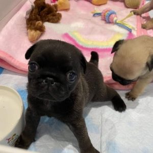 buying pug puppies