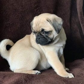 teacup pug puppies for sale