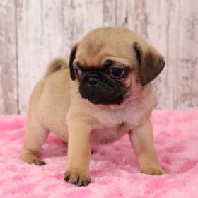 pug puppies for adoption pug puppies for adoption